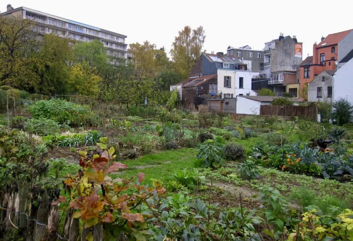 Photo potager Carre Tillens a Uccle